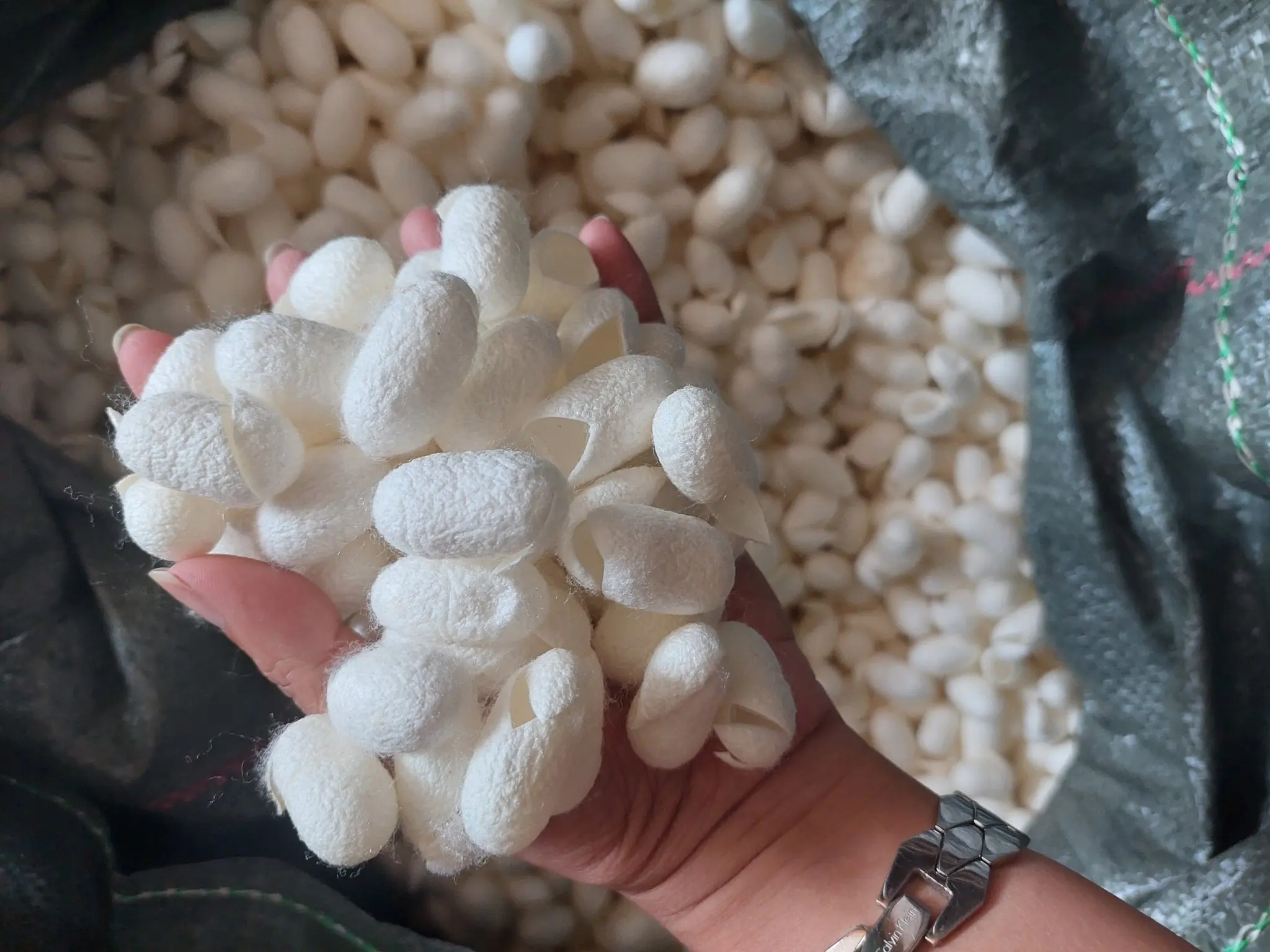 Silkworm cocoon original 100% Natural for skin care/Cocoon Silk High Quality cheapest for export From Vietnam Product for Beauty