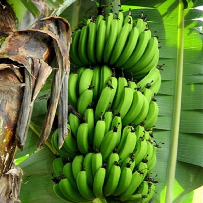 Wholesale High Quality Competitive Price FRESH CAVENDISH BANANA From Viet Nam