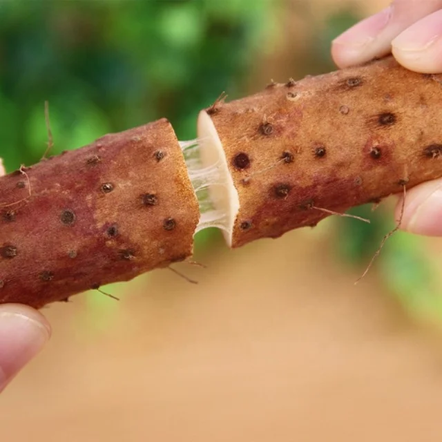 Chinese yam 2.jpg