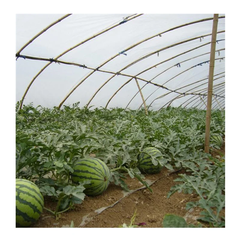 
Large Size Single-Span Agricultural Commercial Tunnel Greenhouses 