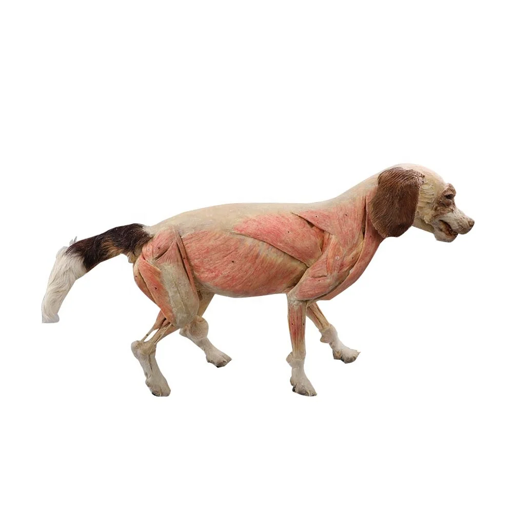 Plastinated Animal Specimen Pastination Dog Animal Anatomy Model
