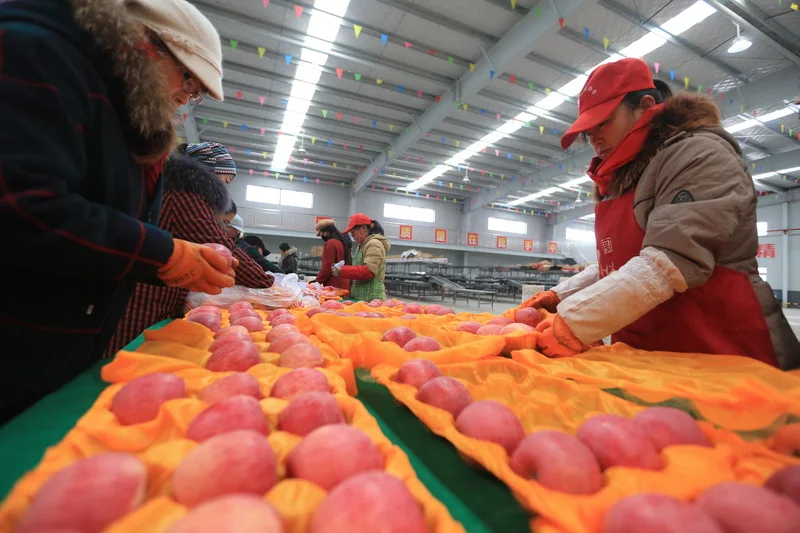 Delicious and healthy export fresh apple