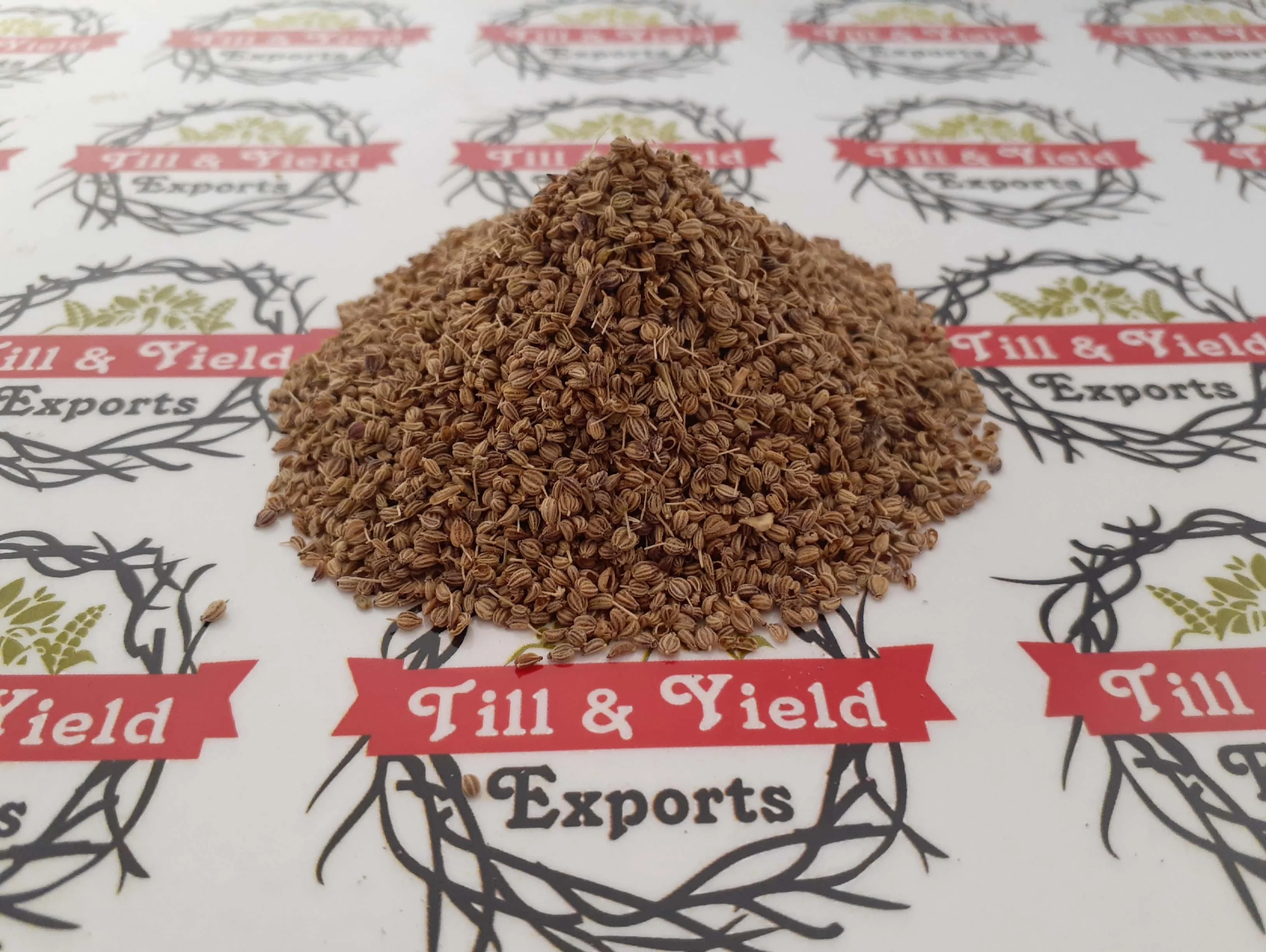 Ajwain Seed (Kani) - Trachyspermum Ammi Seed Fight Bacteria And Fungi Carom Seeds Have Powerful Antibacterial And Antifungal
