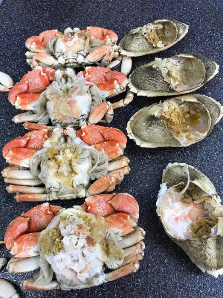 
now available cheap price jonah claws seafood live crab 