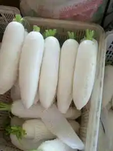 factory direct sale White/green radish good quality and low price radish