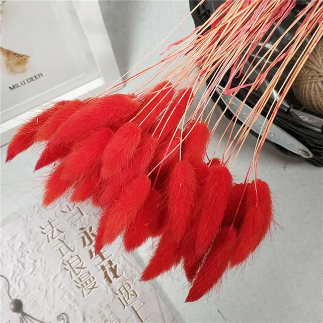 Best Selling Real touch dried flower wedding home decor colorful dry lagurus Ovatus Bunny rabbit tail grass