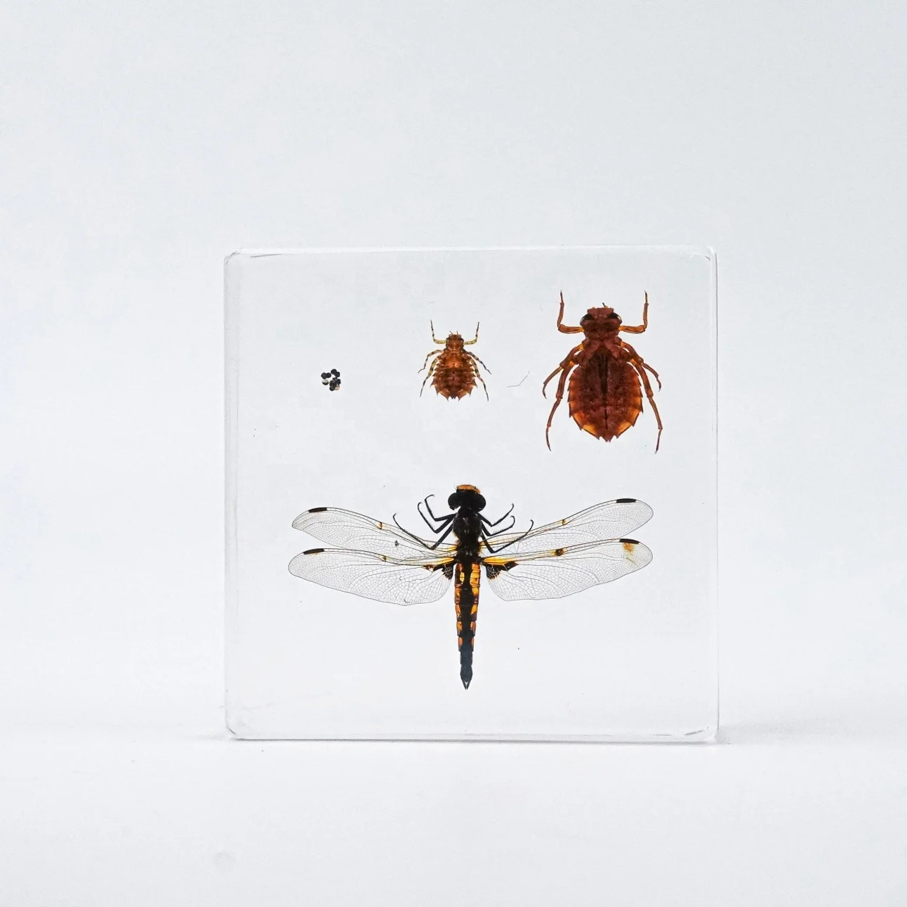 Educational Supply Real Insect Paperweight Taxidermy specimen In resin Biological Model Teaching Aid honey bee resin