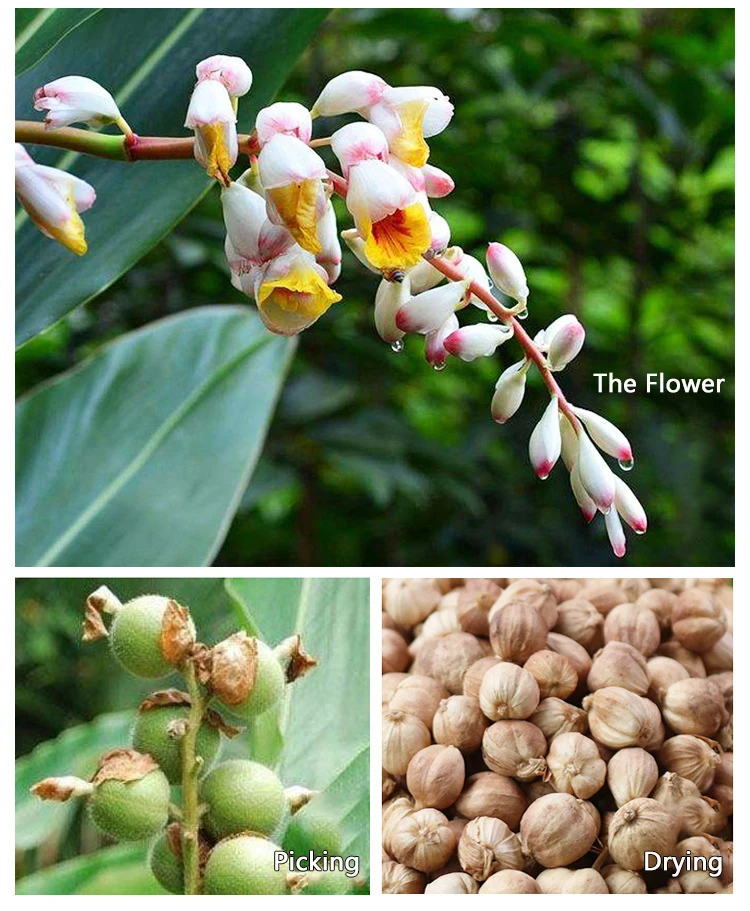 Factory Wholesale customized pure nature nutmeg High Quality Dried Natural white cardamom seed