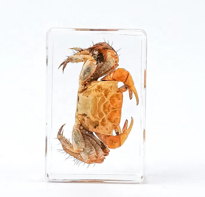 Wholesale Acrylic fish sea shell Educational Gifts Ocean Animal Collection resin epoxy Embedded Specimen wedding decor crafts