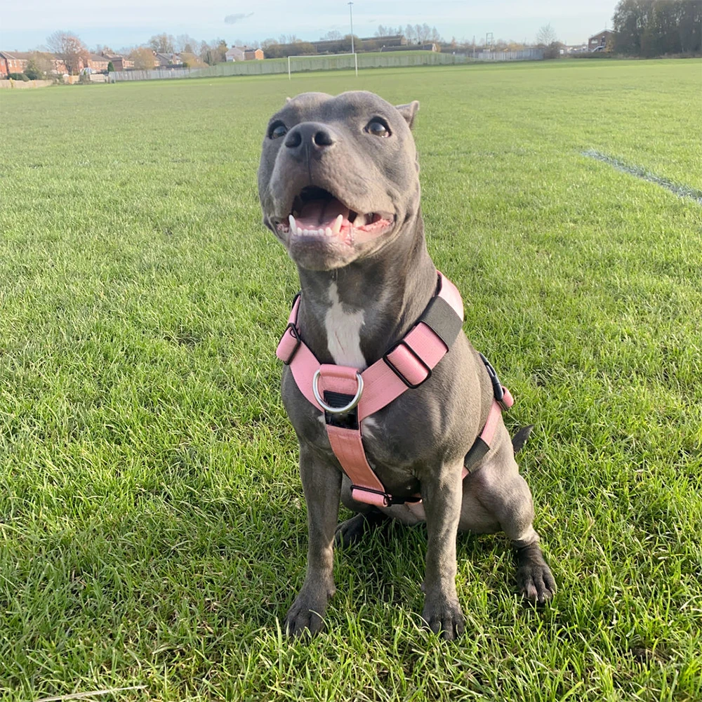 Custom Nylon Tactical Dog Straps Harness Set With Luxury Cobra Metal Buckle For Training Dogs