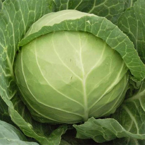
Chinese green round hybrid cabbage seeds for planting 