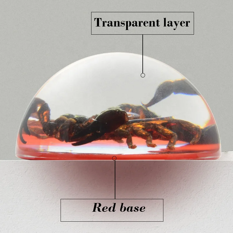 natural real black scorpion red base clear resin dome ornaments custom optional insect animals epoxy resin crafts sculpture arts