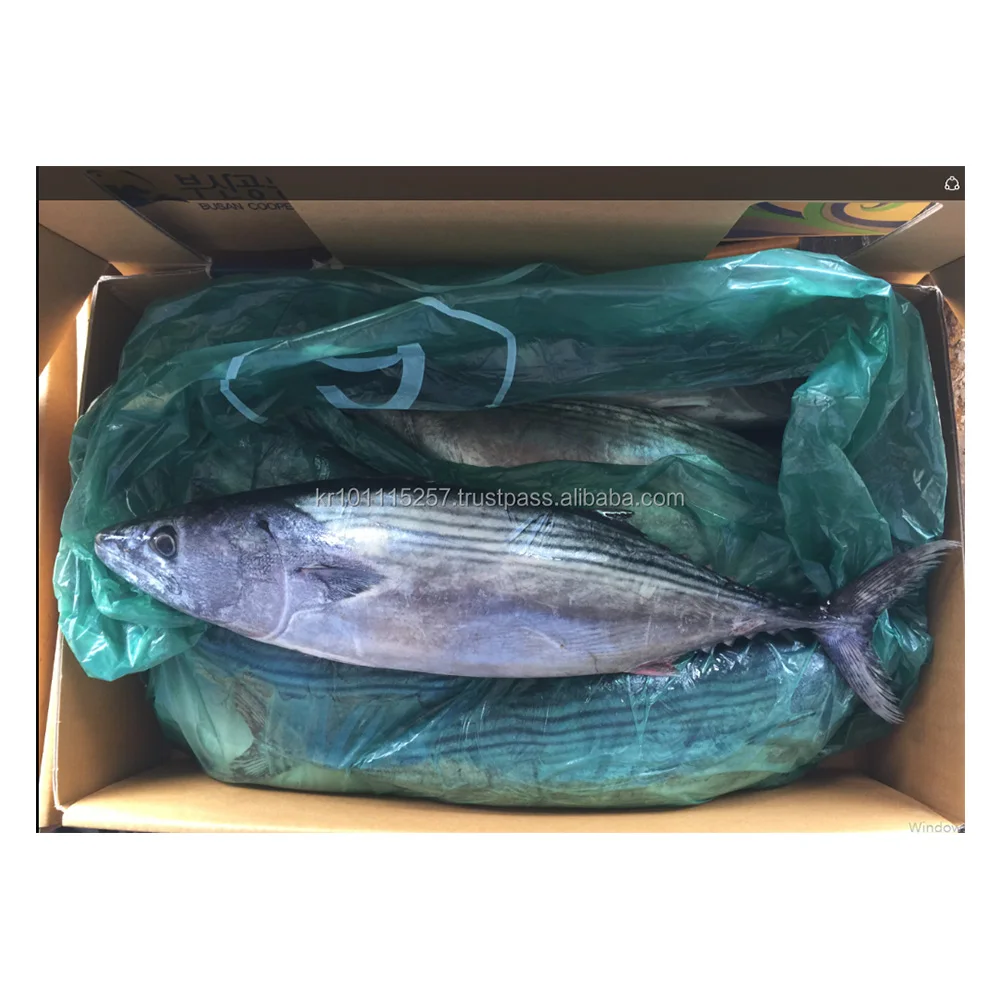 KOREAN WHOLESALE HIGH QUALITY FROZEN STRIPED BONITO