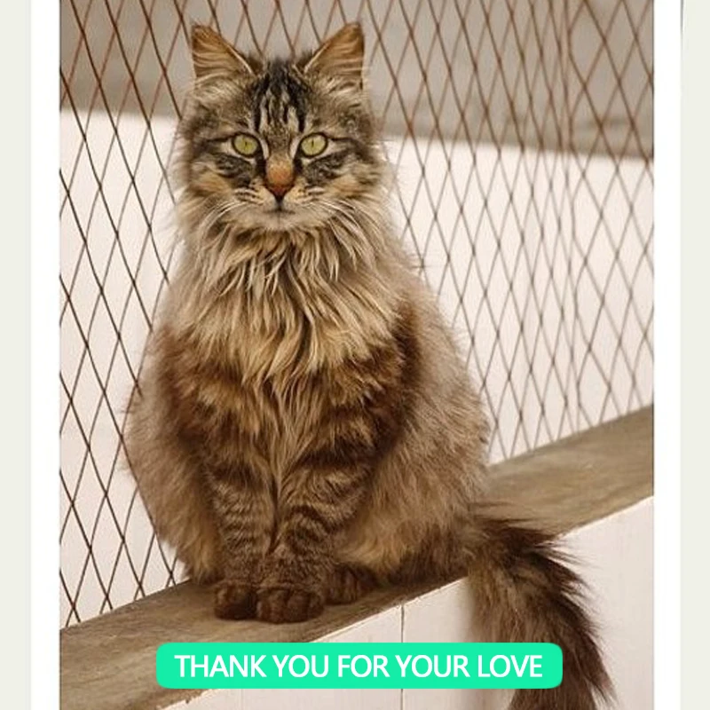 Top Selling Free samples stray cat food Manufacturer high-quality best-selling lowest price dry cat food