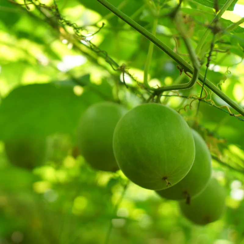 
High Quality Natural sugar substitute Monk Fruit erythritol Stevia Siraitia Grosvenorii Sweetener 