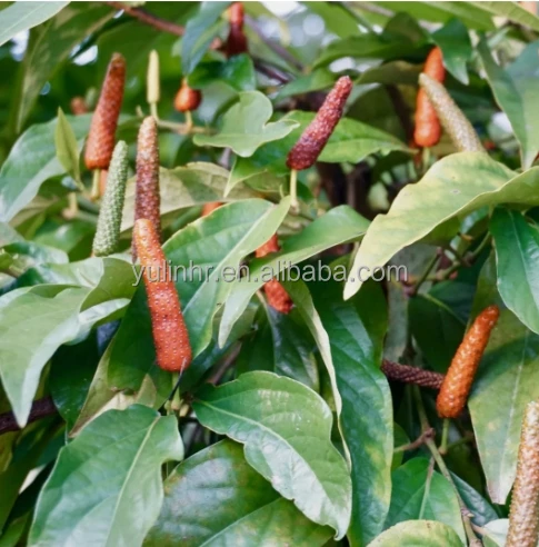 Hot Sale Factory Price Long Pepper  Dried Piper Longum Natural Organic Spices Long Pepper