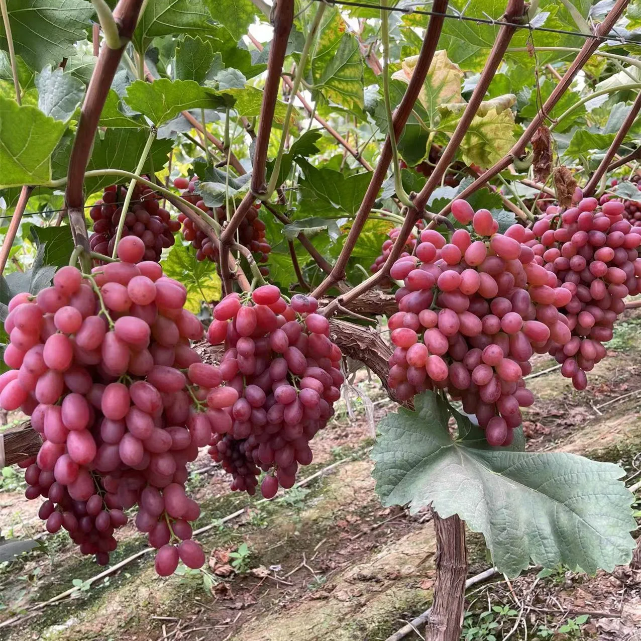 Fresh Organic red globe grapegrapes fruit fresh price shine muscat grape