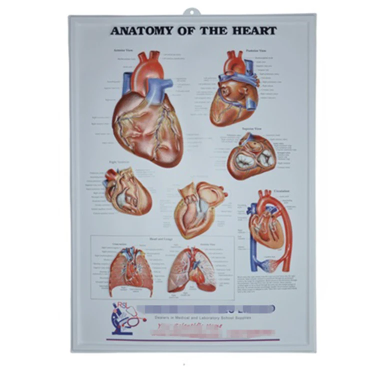 Educational customized plastic 3d human anatomy medical chart 3d dental posters Charts