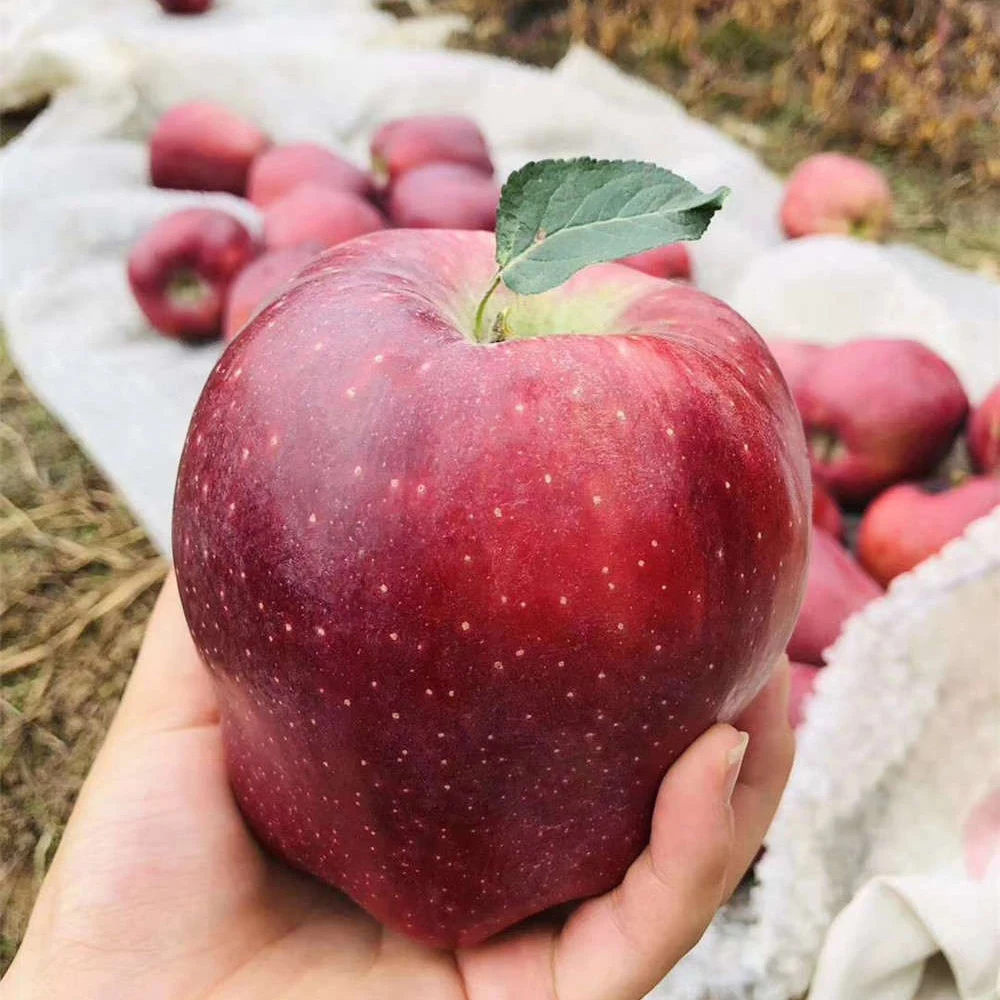 High quality fresh red delicious fruit huaniu apples
