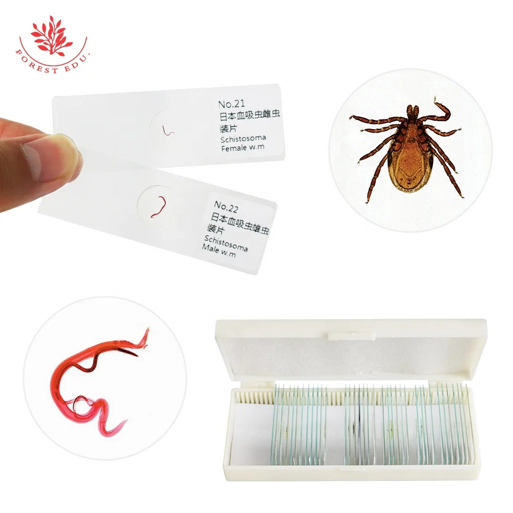 Lab Teaching Parasite Microscope Prepared Slides Teaching Resources Parasite Prepared Slides Hot Sale Parasite Slides
