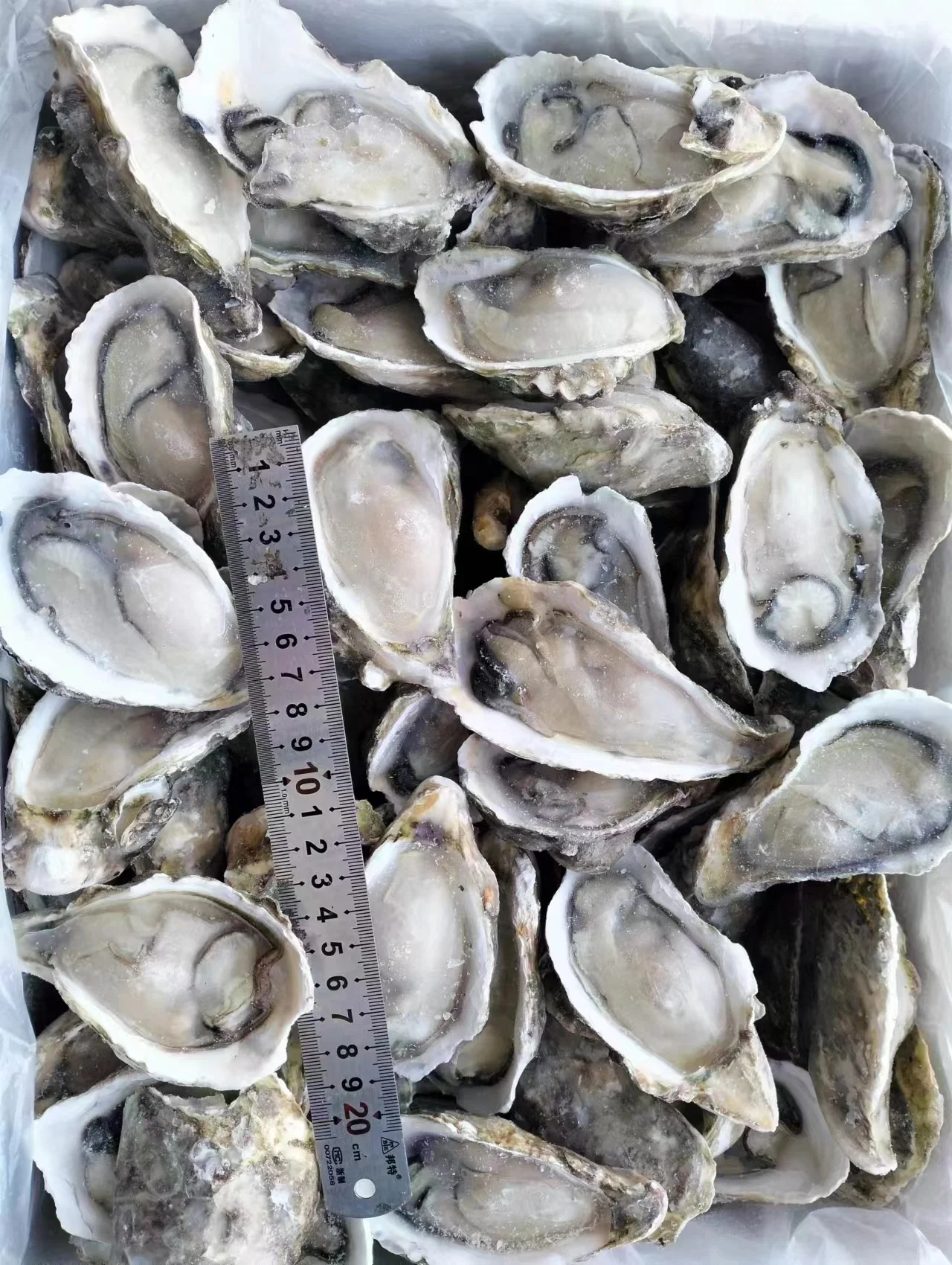 Замороженные сырые устрицы полуоболочка оптовая продажа поставщик морепродуктов IQF