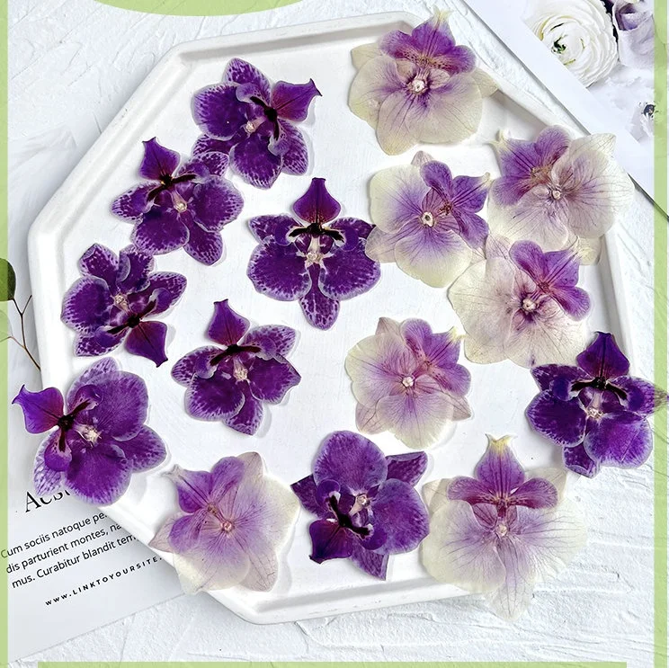 Pressed Flower Moth Orchid, Butterfly Orchid, Phalaenopsis Amabilis Suitable For Lamp Frame Bookmark Child Education