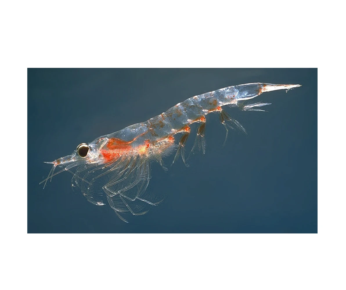 
Sakura Pink Krill Powder Wholesale Shrimp Omega 3 Bulk Fish Oil Supplement 