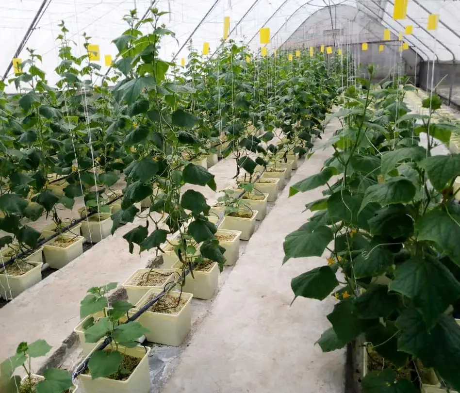 Оптовая продажа гидропонный горшок для самополива растений dwc гидропонного выращивания томатов Голландская система теплиц