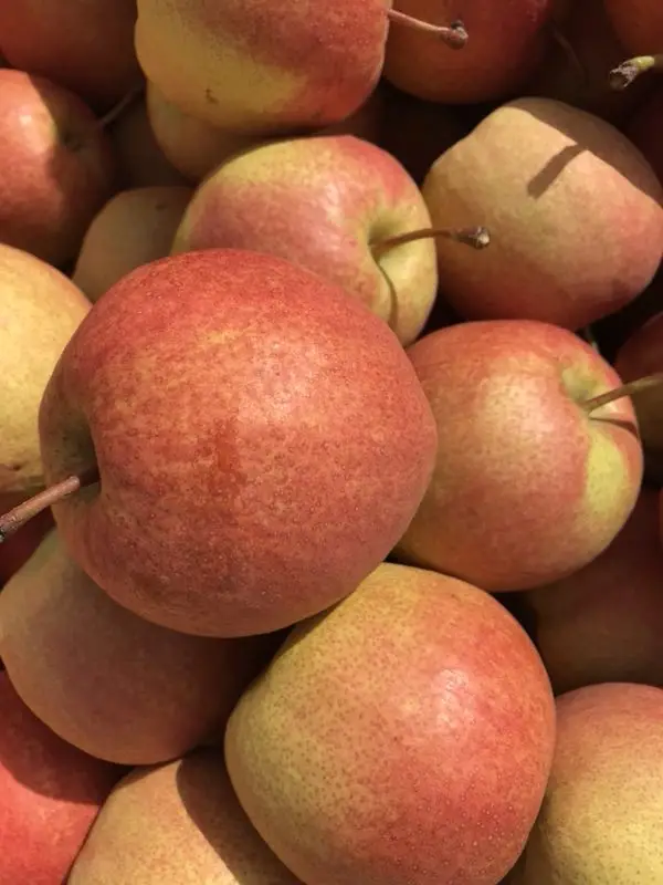 
Wholesale of reliable quality of the new red xiao pear 