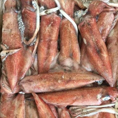 
 Морепродукты, оптовая продажа, замороженный лолиго кальмар, цельнозамороженный лолиго кальмар  