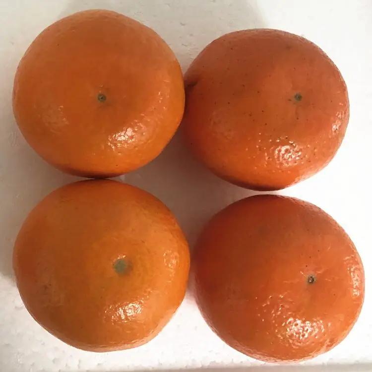 China Baby Mandarin Orange / Nanfeng Orange /Fresh Mandarin Orange