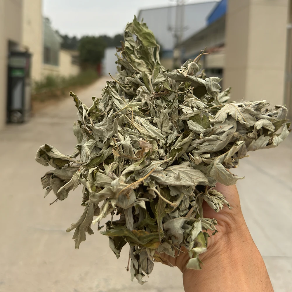 100% Natural Artemisia Argyi Sustainable Harvested Wildcrafted Mugwort Premium Organic Mugwort Leaves Dried Mugwort Leaves