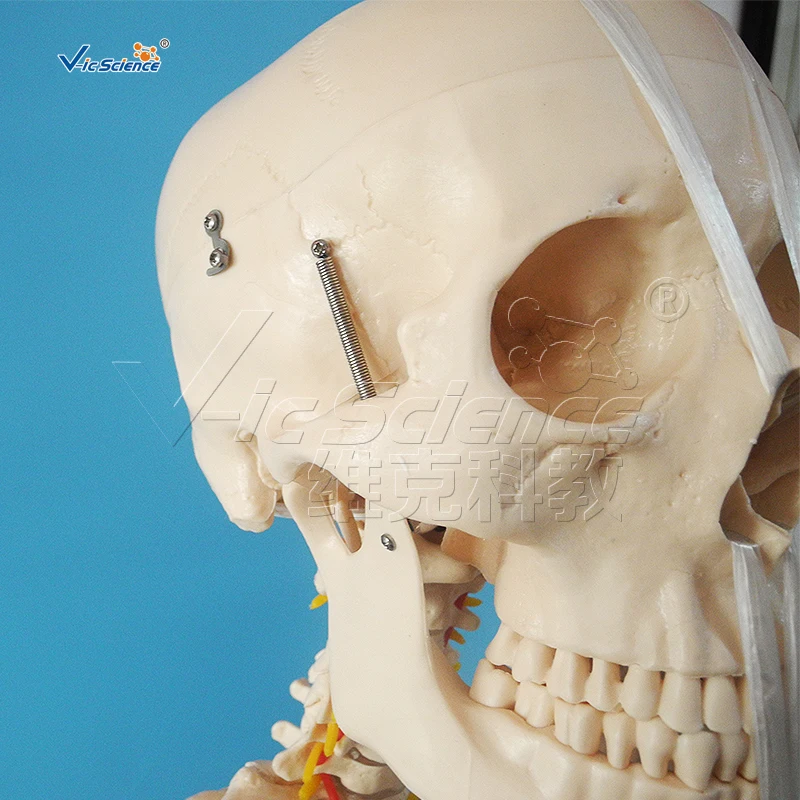180cm Human Skeleton Model Teaching Model Medical Model
