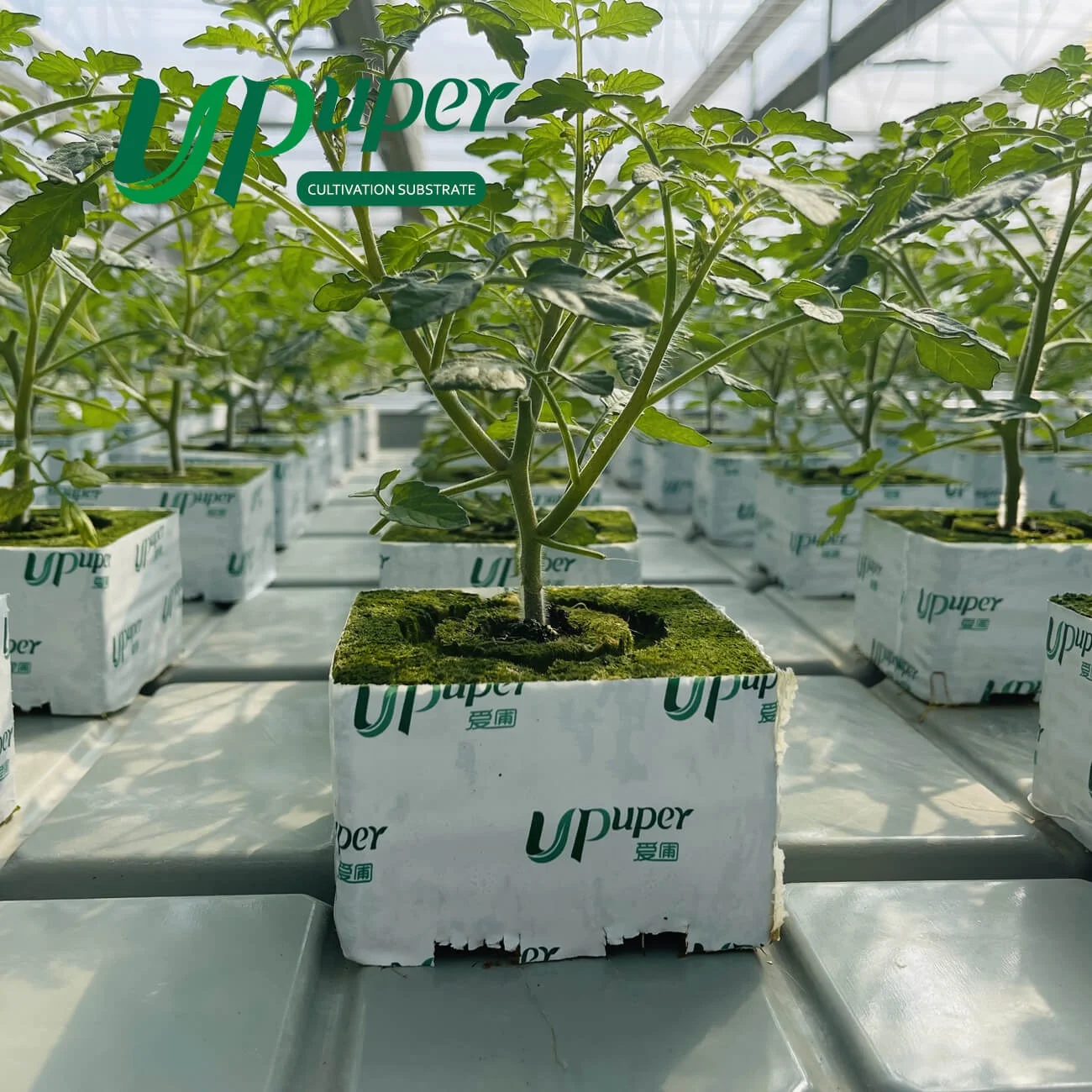 UPuper watering 4x4x4 tomato seedlings root planting rock wool grow cubes for hydroponics