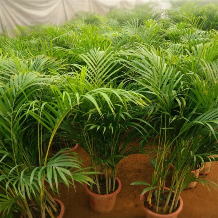 Семена бамбуковой пальмы San wei kui, хит продаж, семена хризалидокарпуса