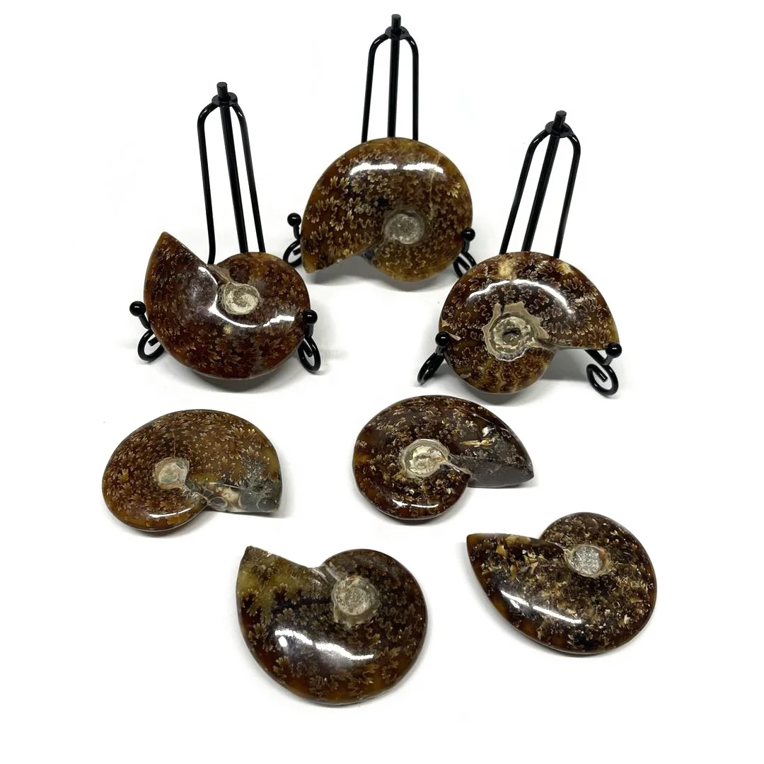 Оптовая продажа, натуральный кварцевый кристалл, ископаемые образцы, ископаемые аммонитовые ископаемые на продажу