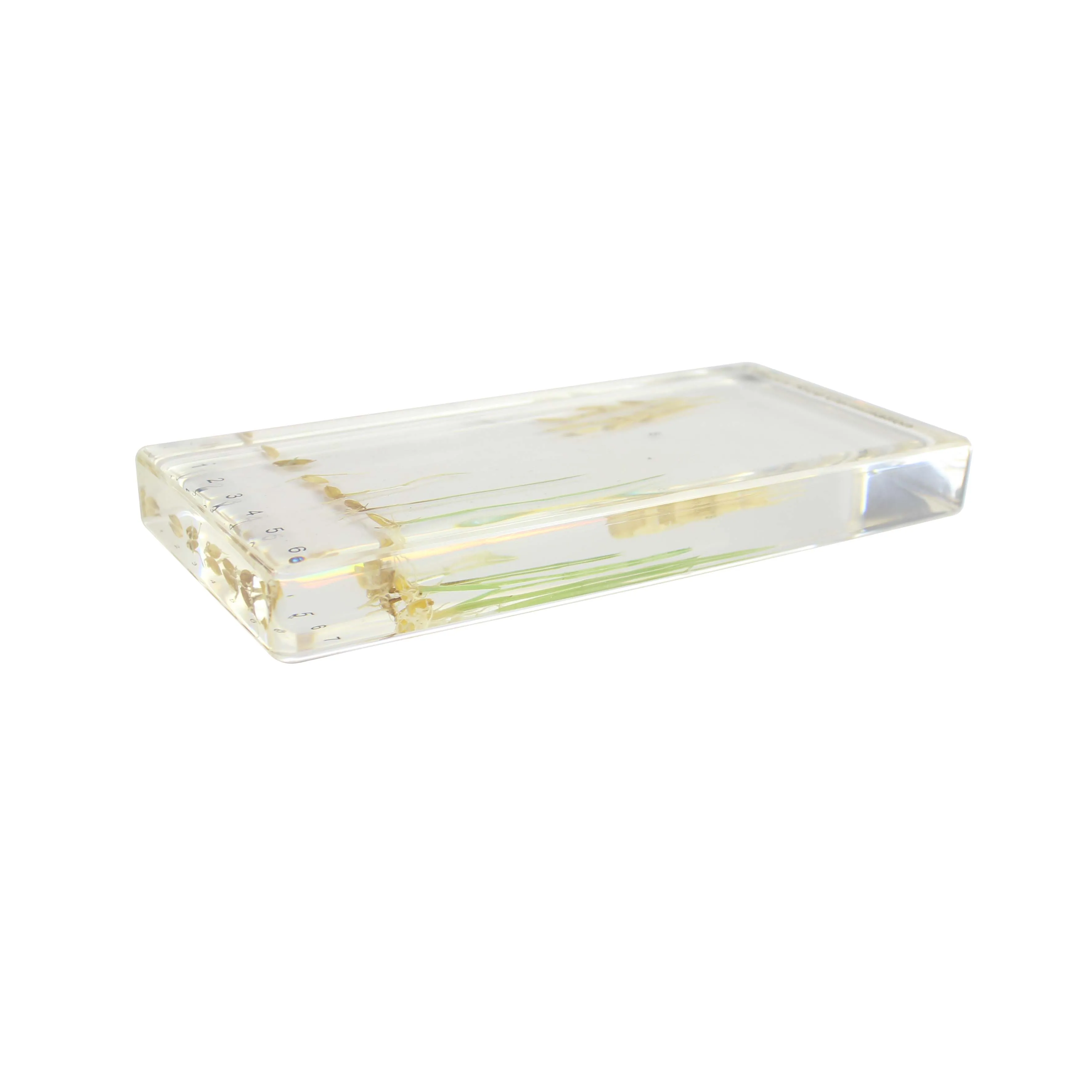 Paddy Rice Germination Agricultural Teaching of Plant Life Cycle Specimen