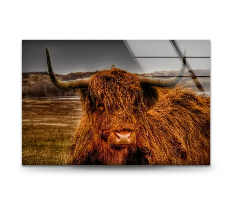 Highland Cow 4 мм безрамный акриловый Хрустальный фарфор Роскошная УФ-печать настенное искусство Longhorn корова Настенный декор для домашнего декора