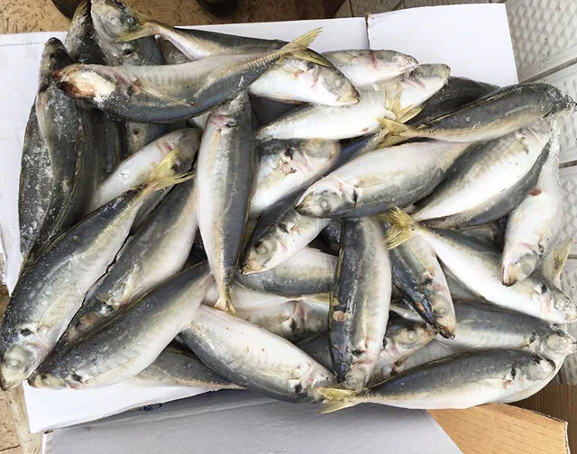 Высокое качество, IQF, круглая скумбрия, 80-100 шт. в коробке