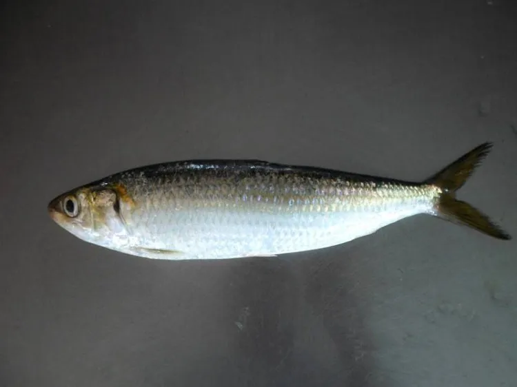 HALAL Frozen sardine fish whole round with cheap price fish food