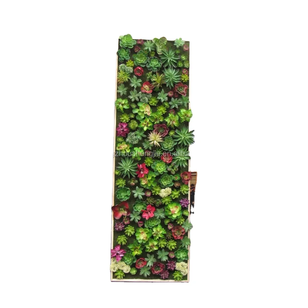Decorative mini cactus succulent plant for vertical green wall