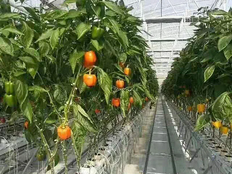 Commercial Hydroponics Glass greenhouse For tomato growing vegetable green house