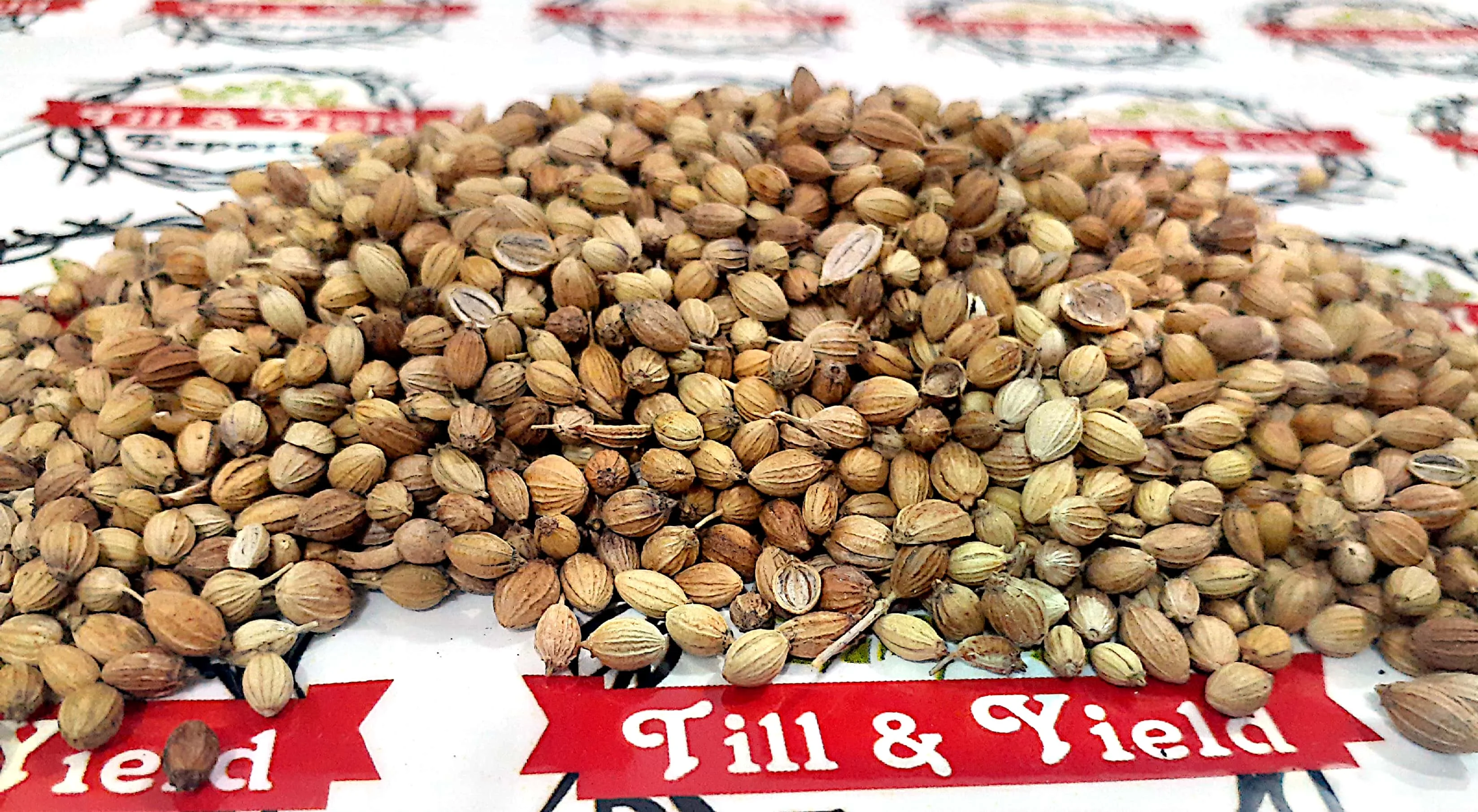 Coriander Split  Dhaniya  Coriandrum Sativum Rich In Immune Boosting Antioxidants Also Good For Heart Health