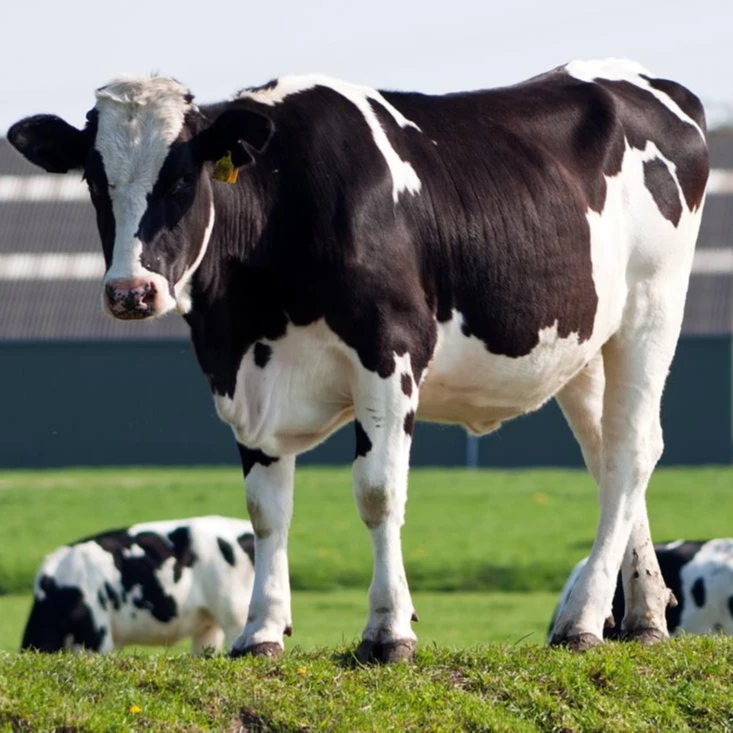 China factory price precipitated silica SiO2 used as animal feed additive