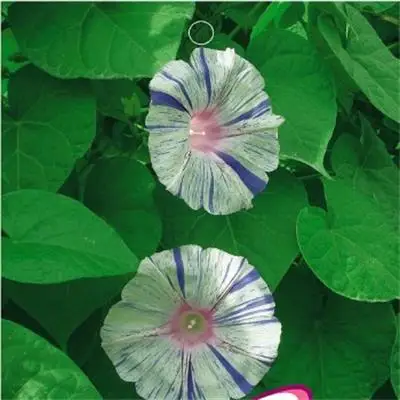 
Good Quality horn-like morning glory flower seeds Petunia Seed 