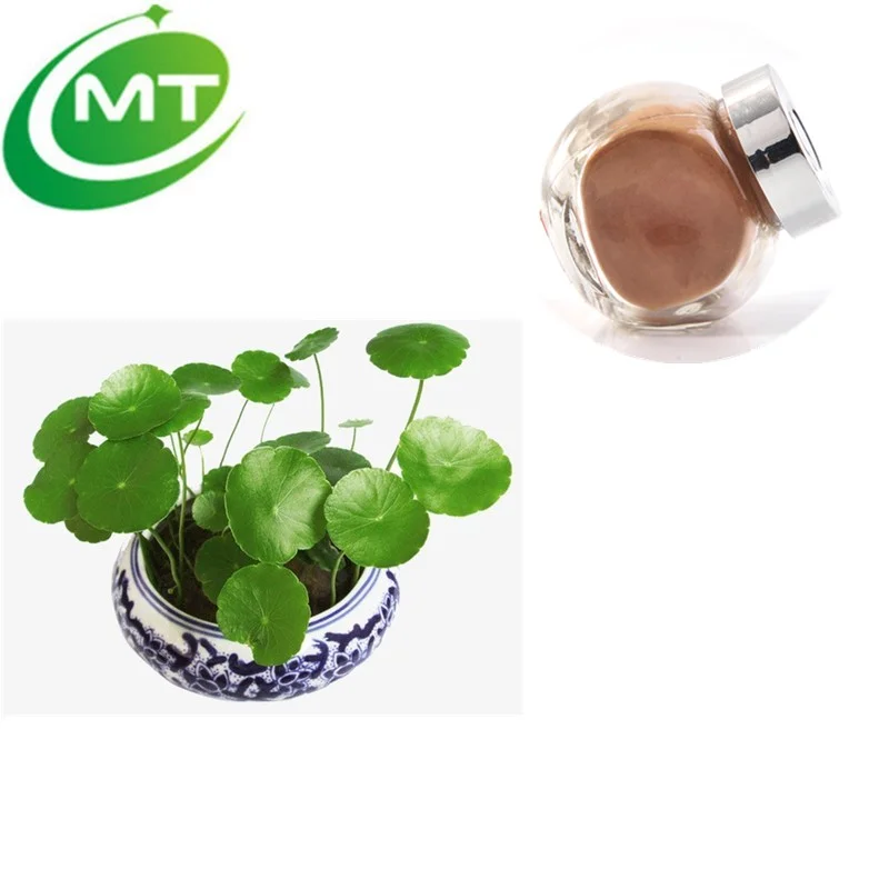 Organic Herb Extract High Quality 10:1 Gotu Kola Extract Powder Centella asiatica extract