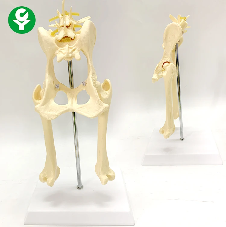 Dog Hip Joint Skeleton Medical Model animal model anatomy anatomical models