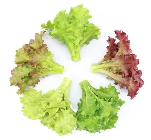 artificial vegetable lettuce food  sample model for supermarket business Restaurant display
