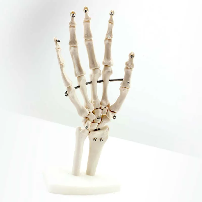 High Quality 5 Times Of Life Size 3D Anatomical Human Heart Model