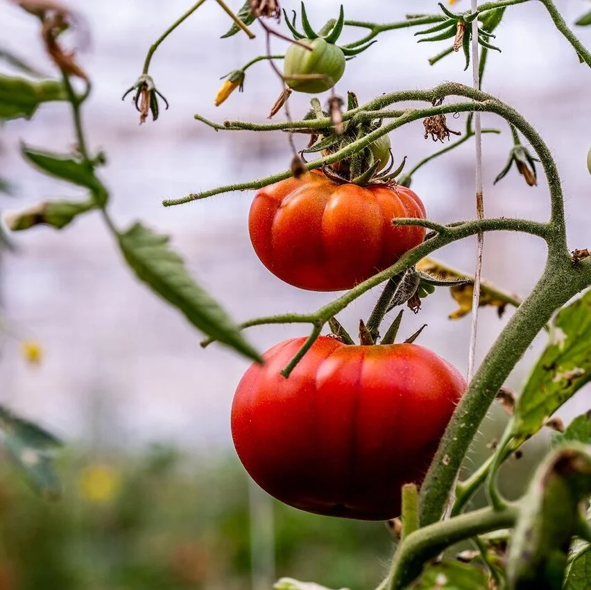 Made in Italy Tomato paste Red Color and Drum Packaging (1 KG) handcrafted premium quality ancient recipe